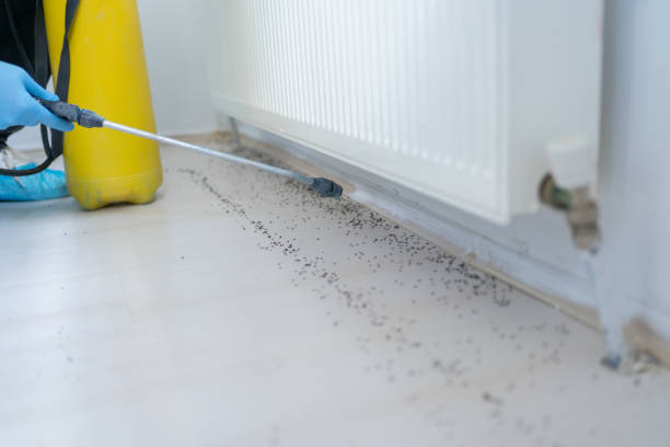 Professional Pest Control in Cupertino, CA